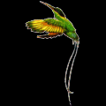 Abb. 4: Der Nationalvogel Jamaikas, "Doctor Bird"
