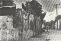 Abb. 9: Trenchtown (Kingston) um 1960